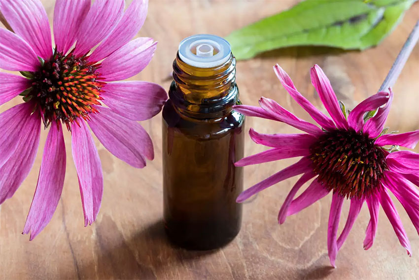 Echinacea: Learn How It Can Benefit Your Health and Use It!
