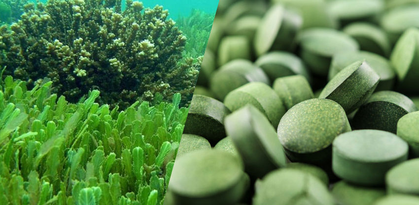 Spirulina: 10 Benefits it offers to our Organization